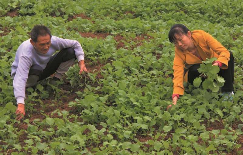 竹山县宝丰镇侯家湾村一组村民正在抢墒移栽油菜