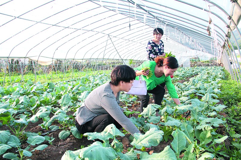 惠友农庄：现代农业的一抹绿意