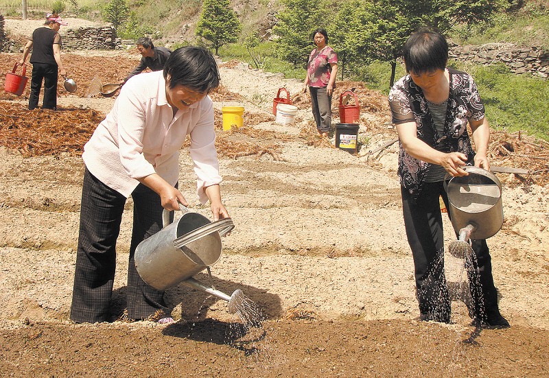 张湾区西沟乡东沟村村民在杉树苗圃地里浇水抗旱