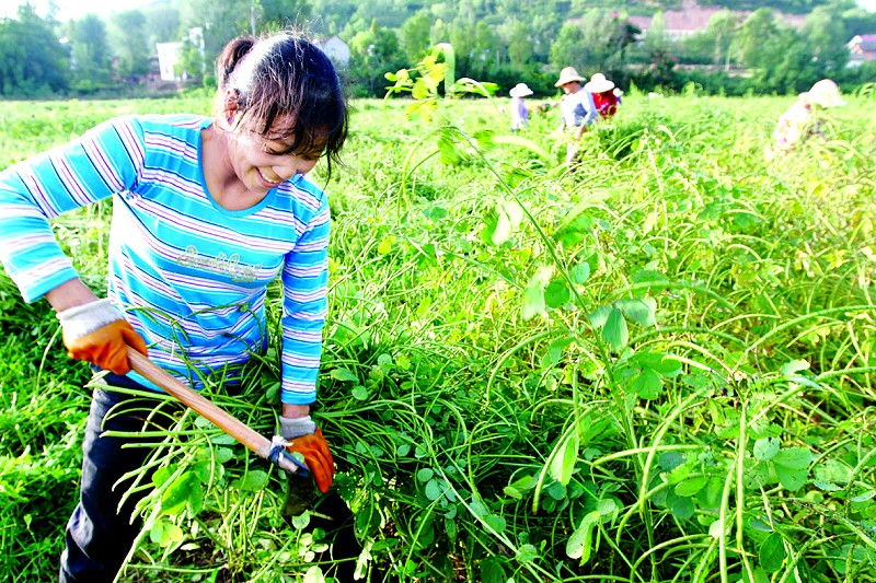 房县农民在万亩地道中药材基地收割中药材