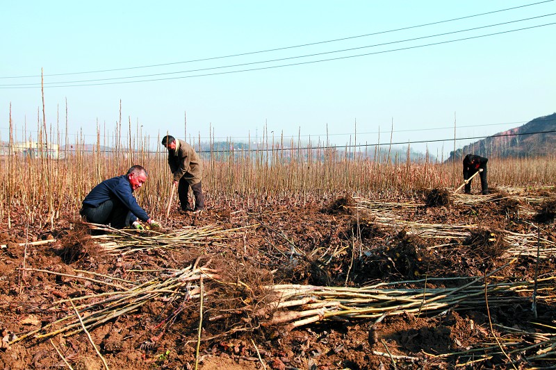房县苗圃职工在核桃育苗基地起苗