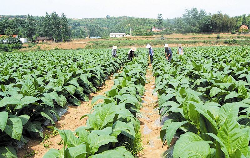 该镇历经四年摸索,实践,形成了一套符合当地实际的烟叶种植方法