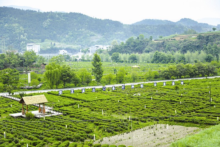 高标准的茶园基地